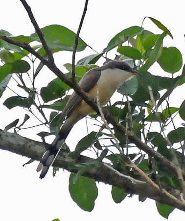 Photo (11): Mangrove Cuckoo