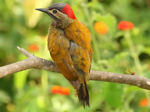 Photo (2): Golden-olive Woodpecker