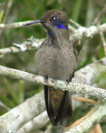 Photo (11): Brown Violetear