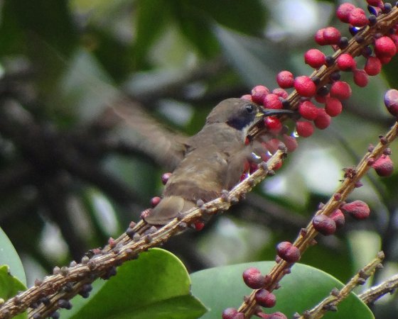Photo (10): Brown Violetear