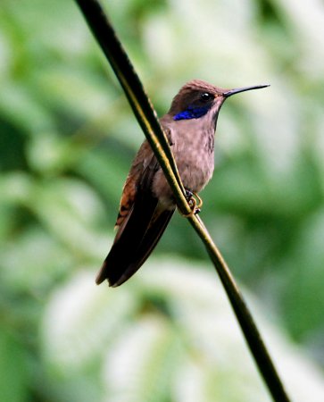 Photo (12): Brown Violetear
