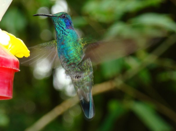 Photo (9): Green Violetear