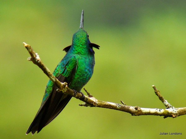 Photo (8): Green Violetear
