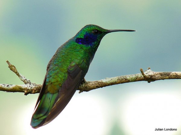 Photo (2): Green Violetear