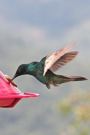 Photo (7): Green Violetear
