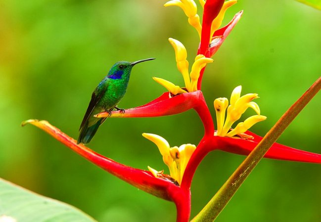 Photo (6): Green Violetear