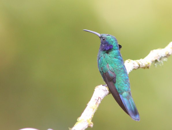 Photo (4): Green Violetear