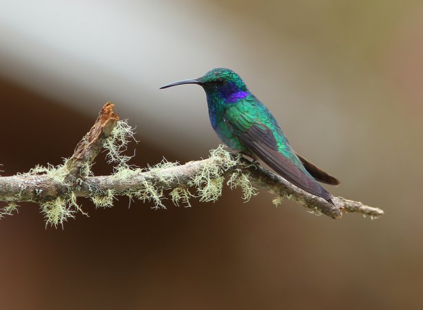 Photo (1): Green Violetear