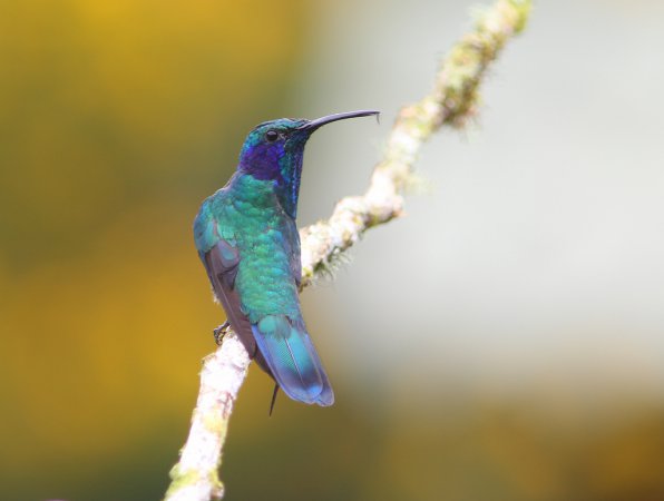 Photo (3): Green Violetear
