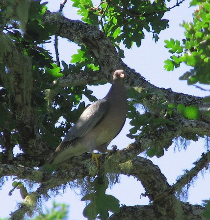 Dendroica Canada - Band-tailed Pigeon - Patagioenas fasciata