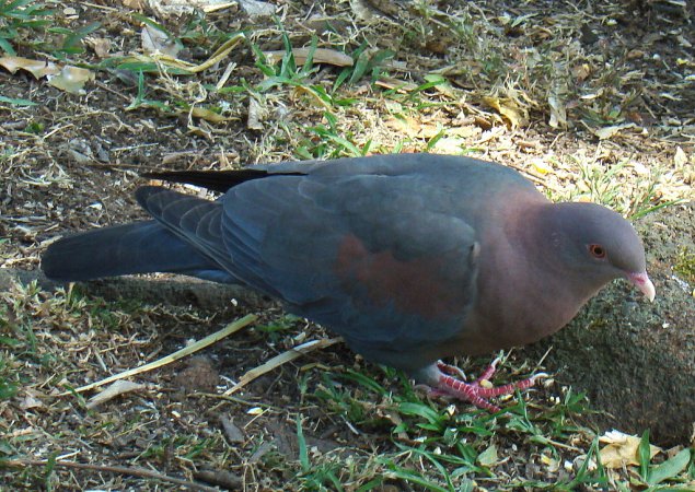 Photo (11): Red-billed Pigeon