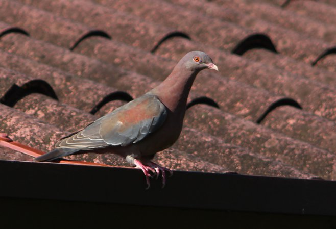 Photo (8): Red-billed Pigeon