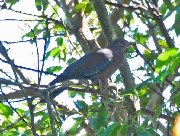 Photo (9): Red-billed Pigeon