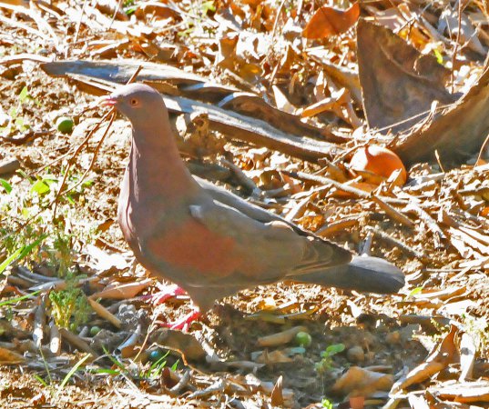 Photo (10): Red-billed Pigeon