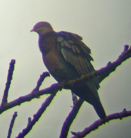 Photo (7): Red-billed Pigeon