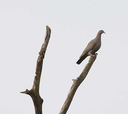 Photo (1): Plain Pigeon