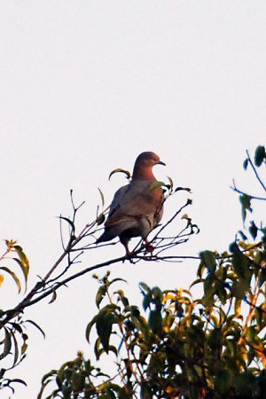 Photo (2): Plain Pigeon