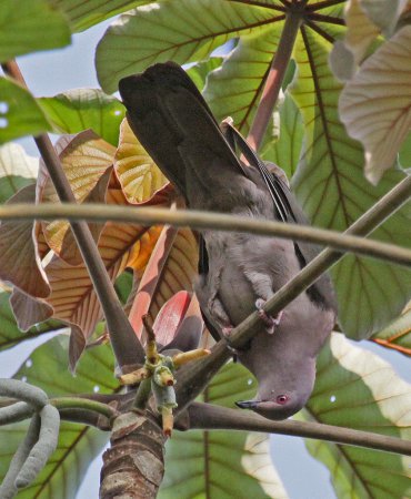 Photo (1): Short-billed Pigeon
