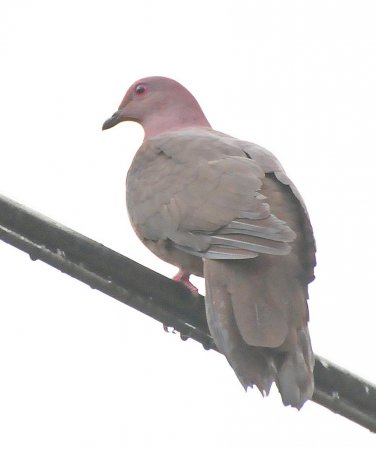 Photo (3): Short-billed Pigeon