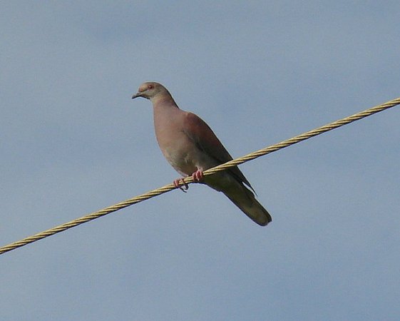 Photo (5): Ruddy Pigeon