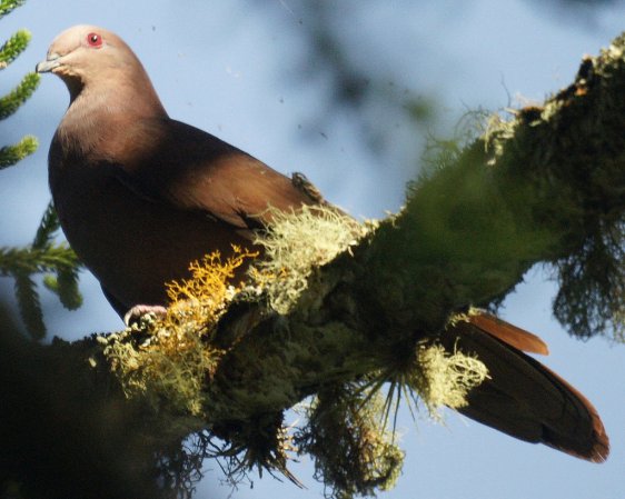 Photo (1): Ruddy Pigeon