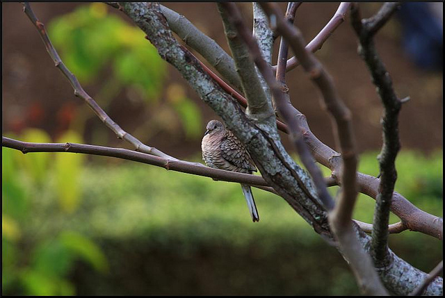 Photo (13): Inca Dove