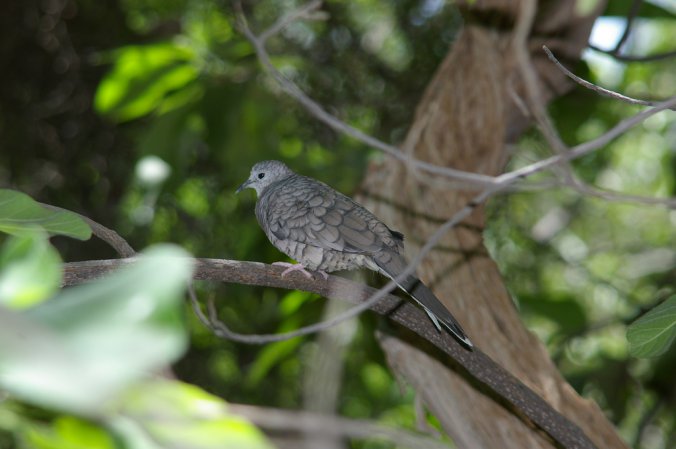 Photo (22): Inca Dove