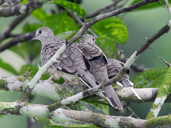 Photo (15): Inca Dove