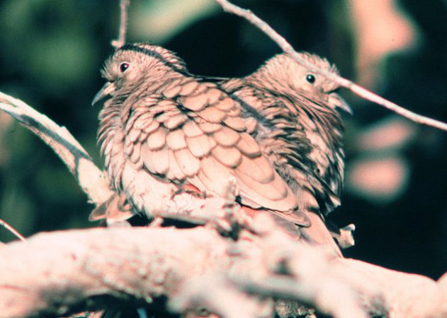 Photo (23): Inca Dove