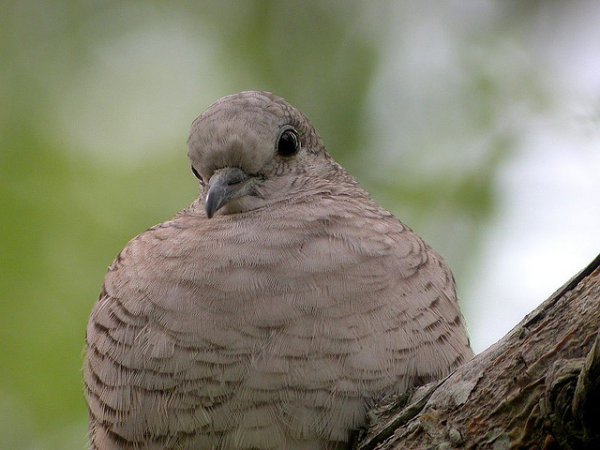 Photo (11): Inca Dove