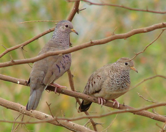 Photo (1): Common Ground-Dove