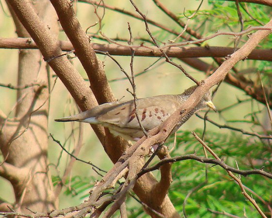 Photo (15): Common Ground-Dove