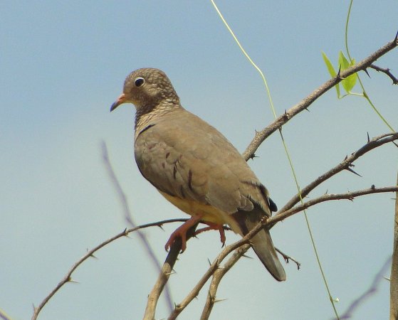 Photo (10): Common Ground-Dove