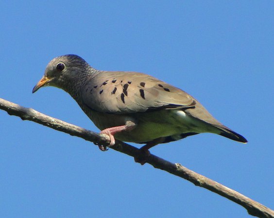 Photo (5): Common Ground-Dove