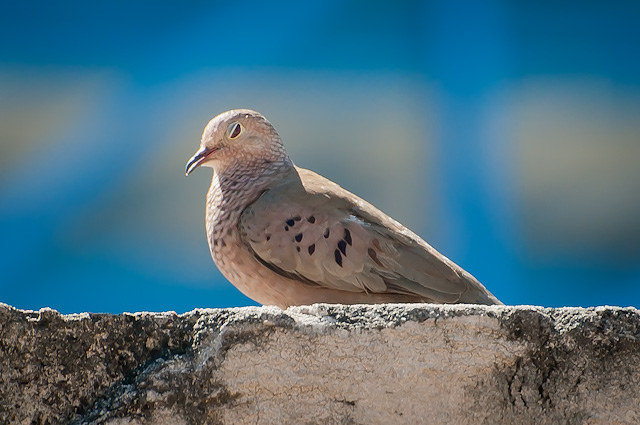 Photo (11): Common Ground-Dove