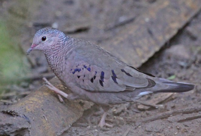 Photo (6): Common Ground-Dove