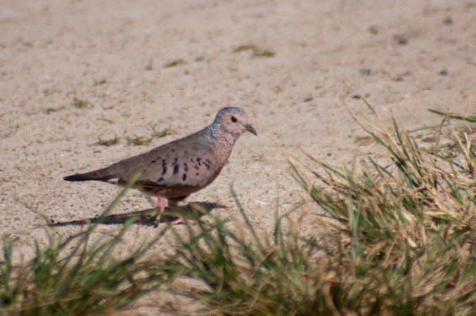 Photo (14): Common Ground-Dove