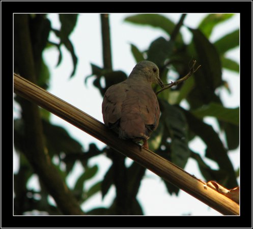 Photo (15): Ruddy Ground-Dove