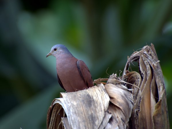 Photo (8): Ruddy Ground-Dove