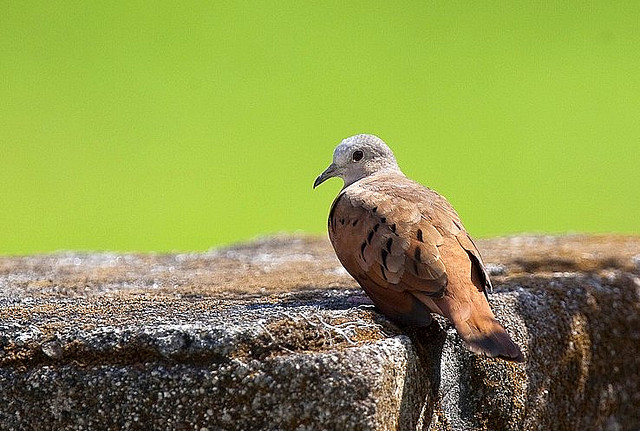 Photo (7): Ruddy Ground-Dove