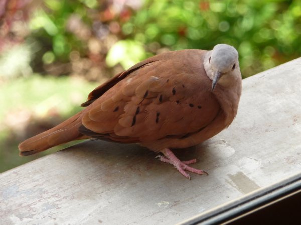 Photo (4): Ruddy Ground-Dove