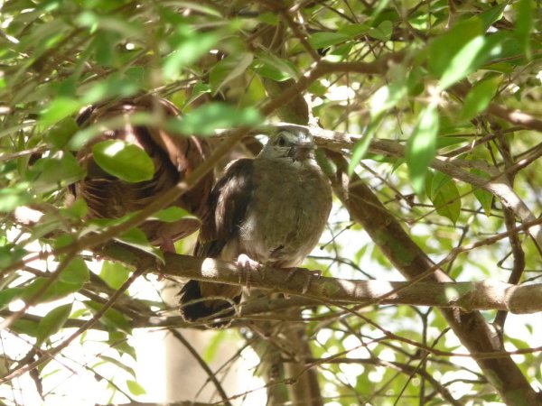 Photo (20): Ruddy Ground-Dove