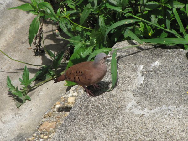 Photo (14): Ruddy Ground-Dove