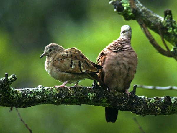 Photo (12): Ruddy Ground-Dove