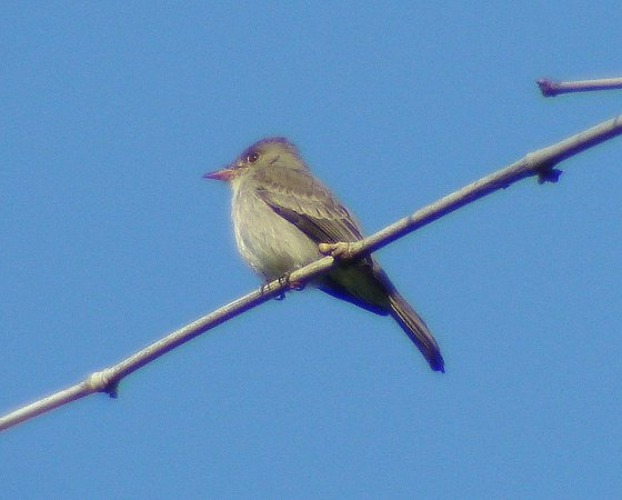 Photo (4): Tropical Pewee