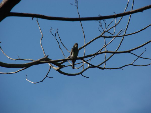 Photo (9): Tropical Pewee