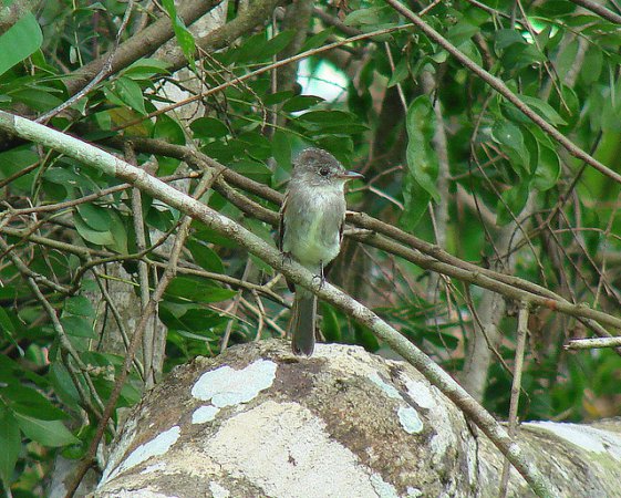 Photo (16): Tropical Pewee