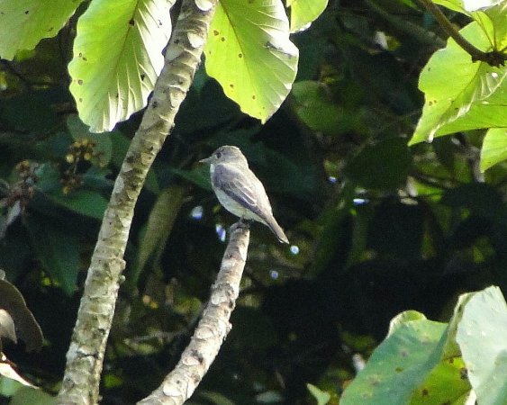 Photo (7): Tropical Pewee