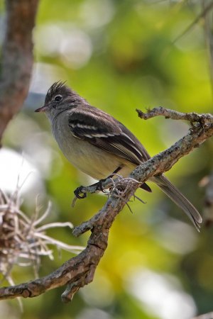 Photo (6): Tropical Pewee