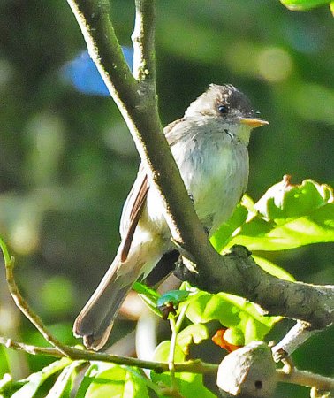 Photo (12): Tropical Pewee